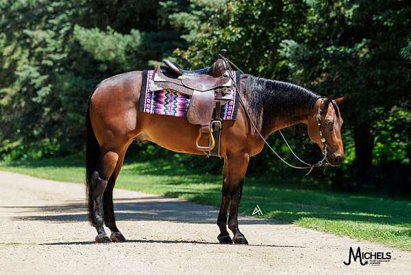 ranch-work-quarter-horse