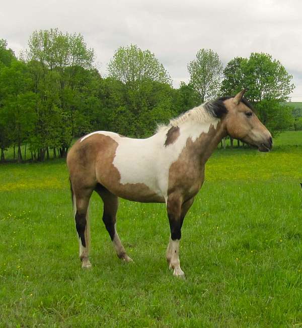 tobiano-horse
