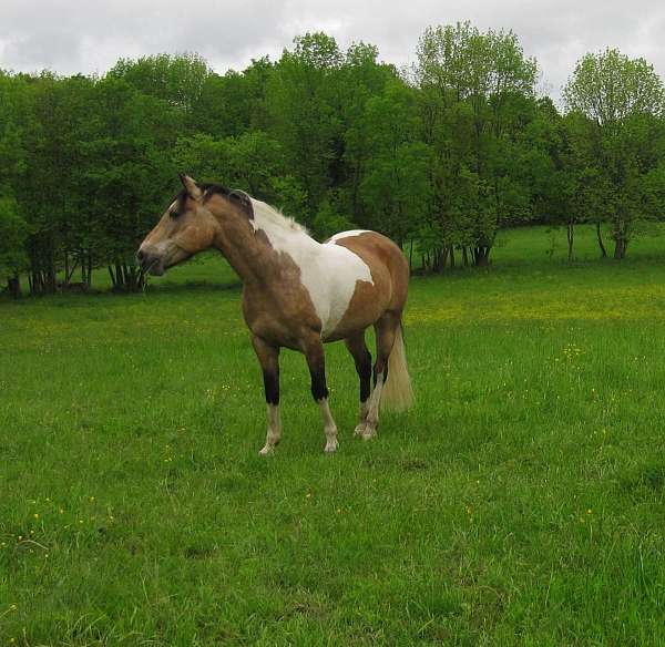 buckskin-tobiano-horse