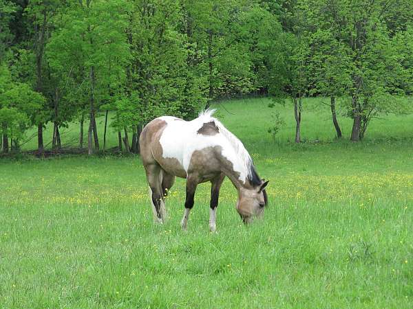all-around-paint-horse