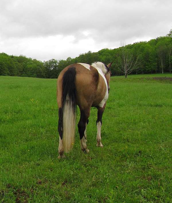 parade-paint-horse