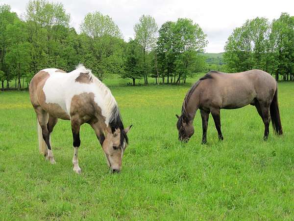 ranch-paint-horse