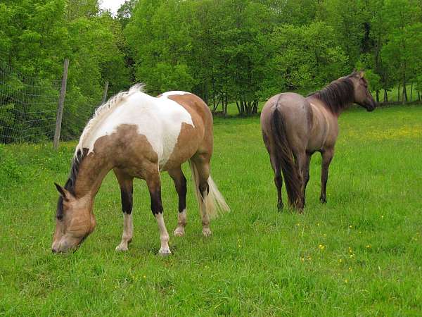 ridden-western-paint-horse