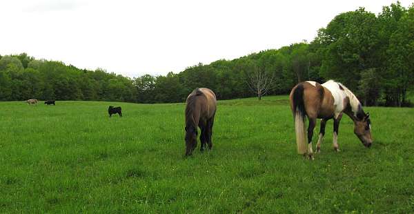 trail-paint-horse