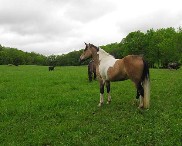 trail-riding-paint-horse