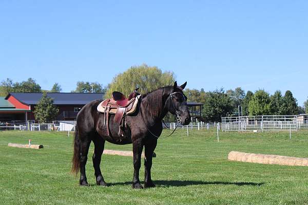small-star-horse