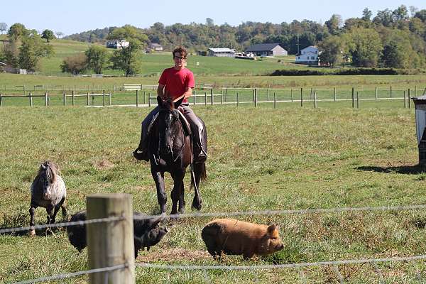 beginner-draft-horse