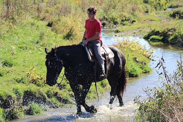draft-horse