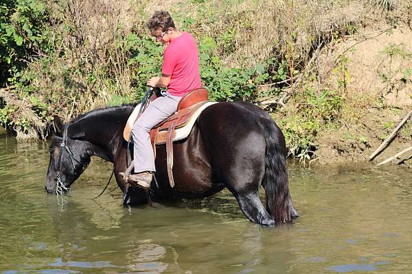 driving-draft-horse