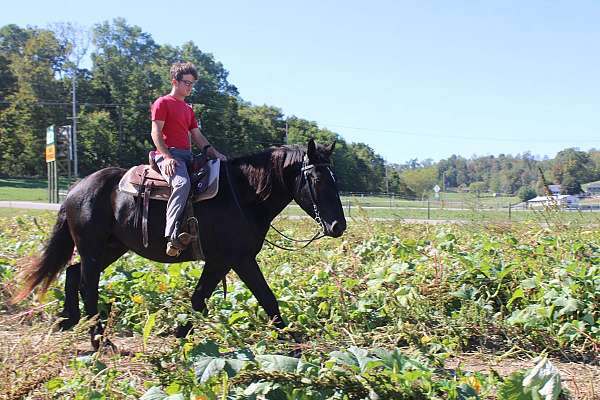 harness-draft-horse