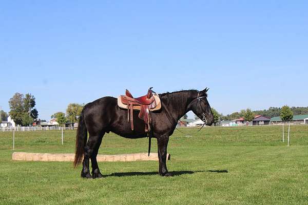 husband-safe-draft-horse