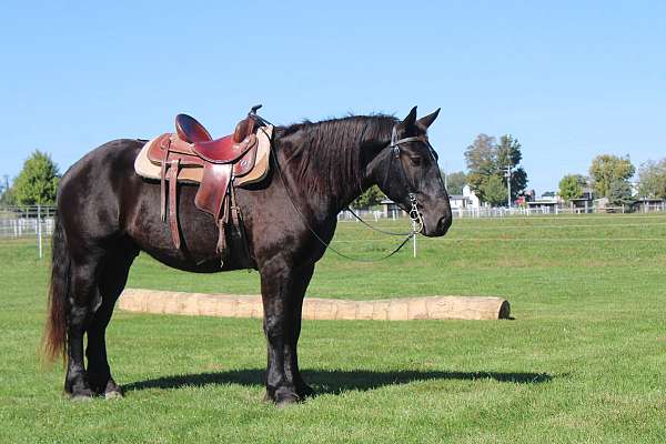 kid-safe-draft-horse