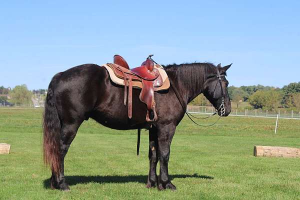 lesson-draft-horse