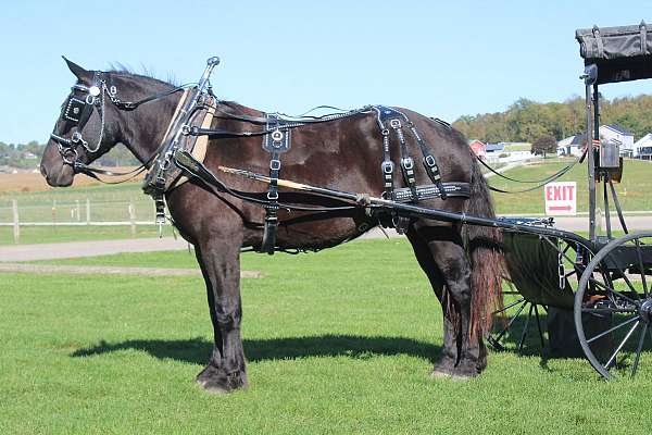 parade-draft-horse