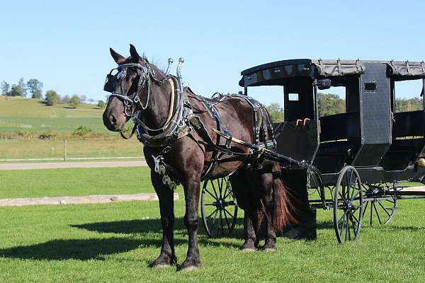 pleasure-driving-draft-horse