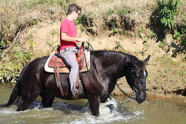 ridden-english-draft-horse
