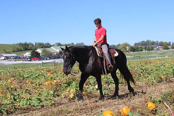 team-driving-draft-horse