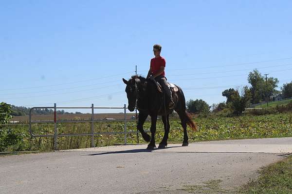trail-draft-horse