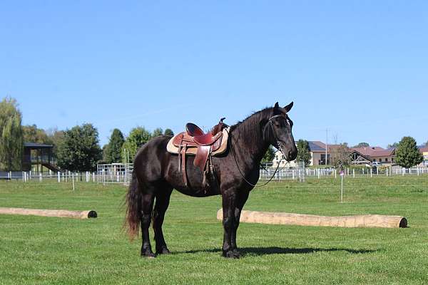 trail-riding-draft-horse