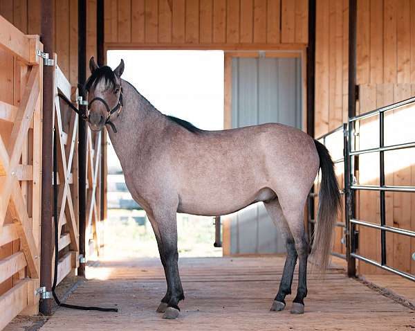 dam-pony