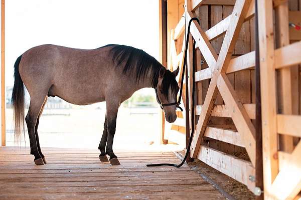 excel-pony