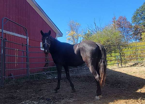 white-blaze-one-foot-horse