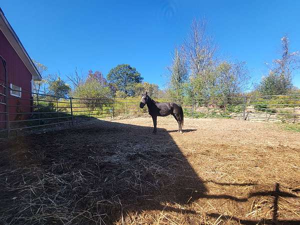 black-white-blaze-one-foot-horse