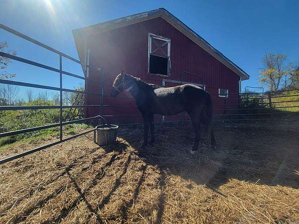 deer-mustang-horse