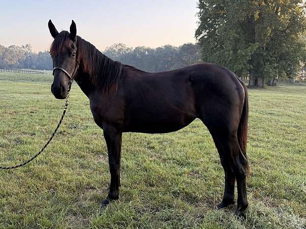 none-horse