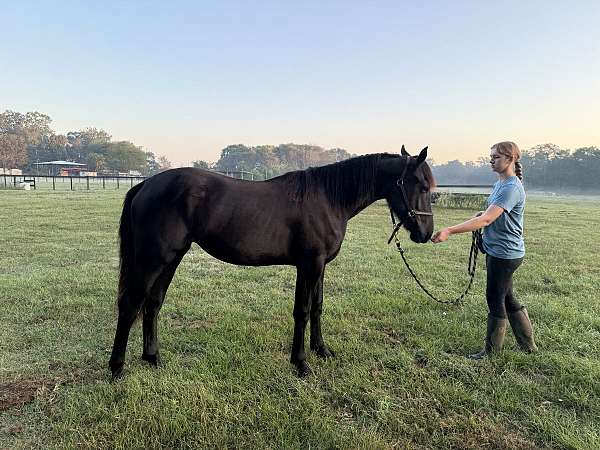 black-none-horse