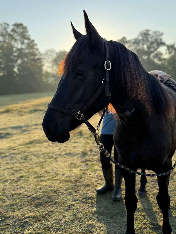 black-friesian-horse