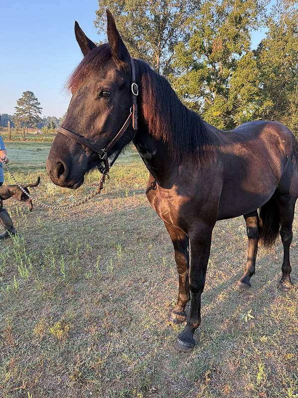 friesian-sport-horse