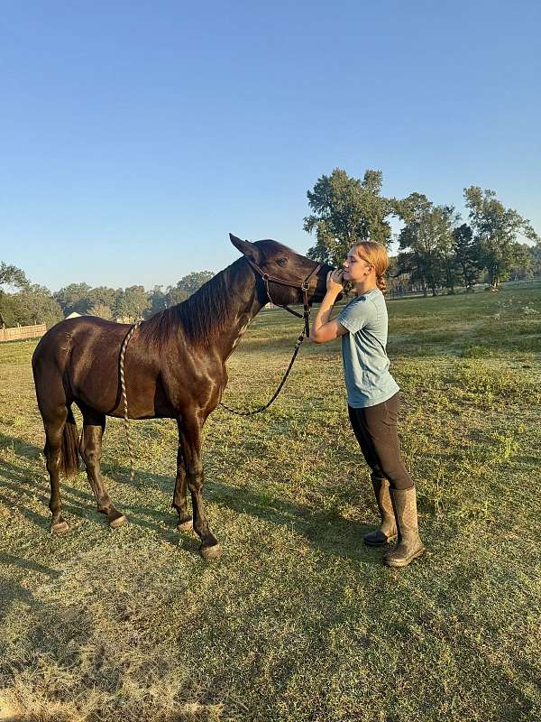 tall-mare-friesian-horse
