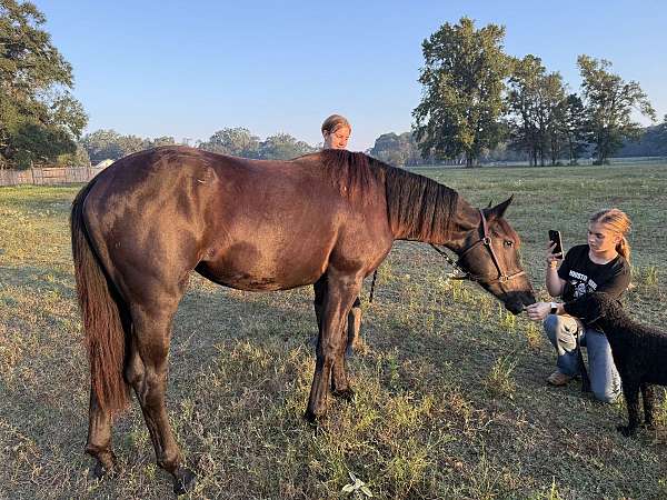 flashy-friesian-horse
