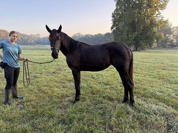 driving-prospect-friesian-horse