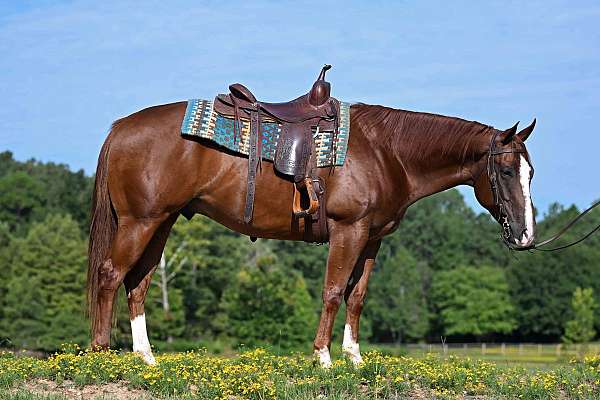 kid-safe-quarter-horse