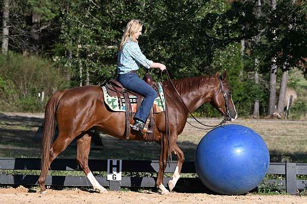 gelding-quarter-horse