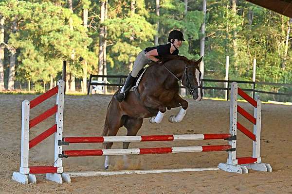 gentle-quarter-horse