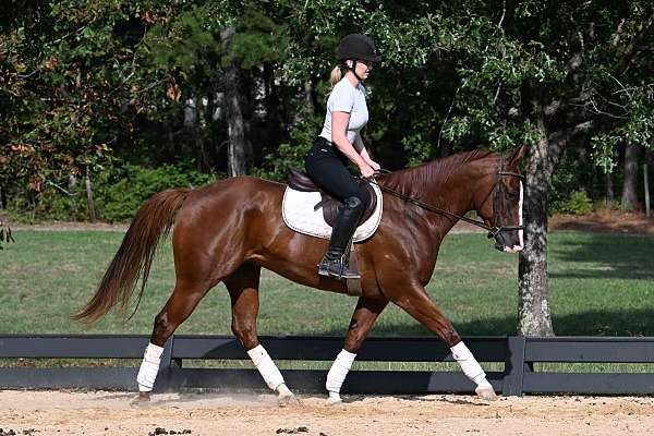 western-quarter-horse