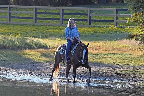 athletic-quarter-horse