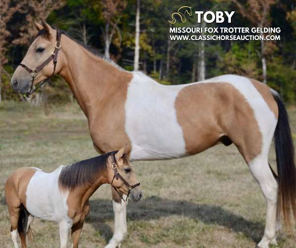 buckskin-tobiano-missouri-fox-trotter-horse