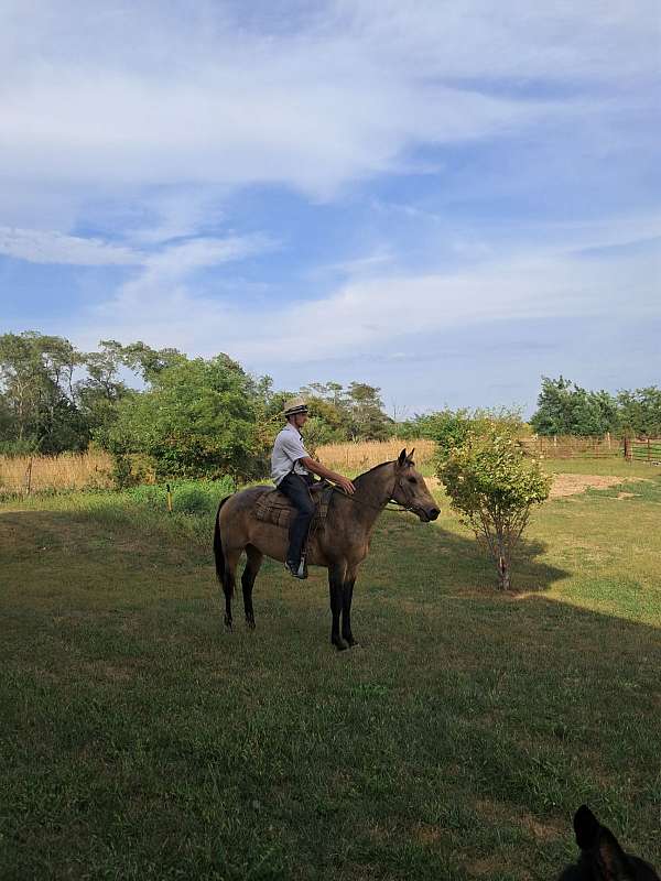 3yrold-quarter-horse