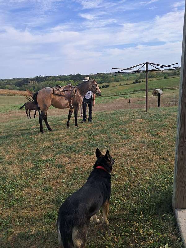 horse-quarterhorse
