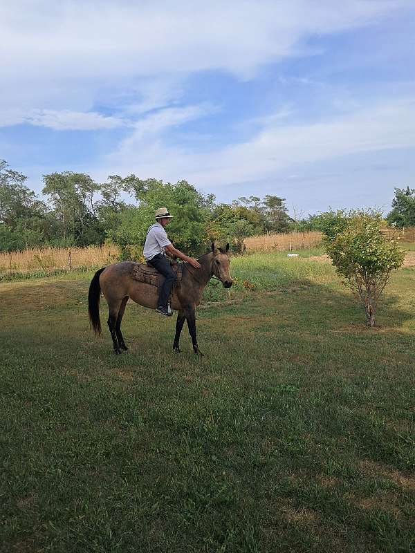 horse-quarterhorse-mare
