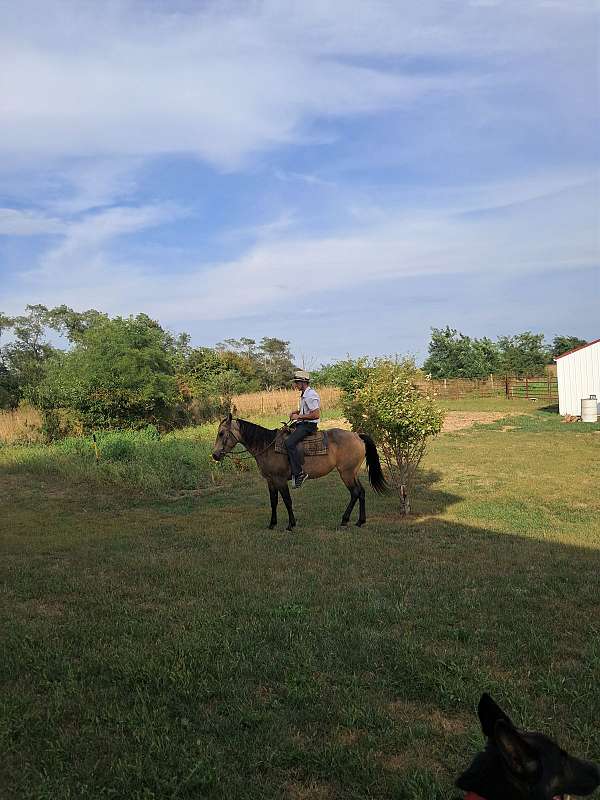 buckskin-quarter-horse