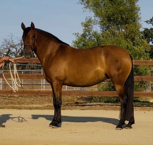 all-around-andalusian-horse