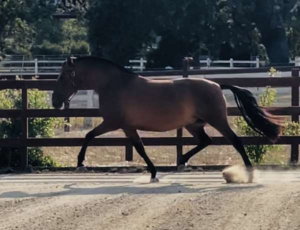 athletic-andalusian-horse