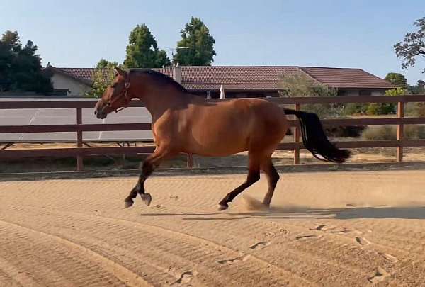 breeding-andalusian-horse