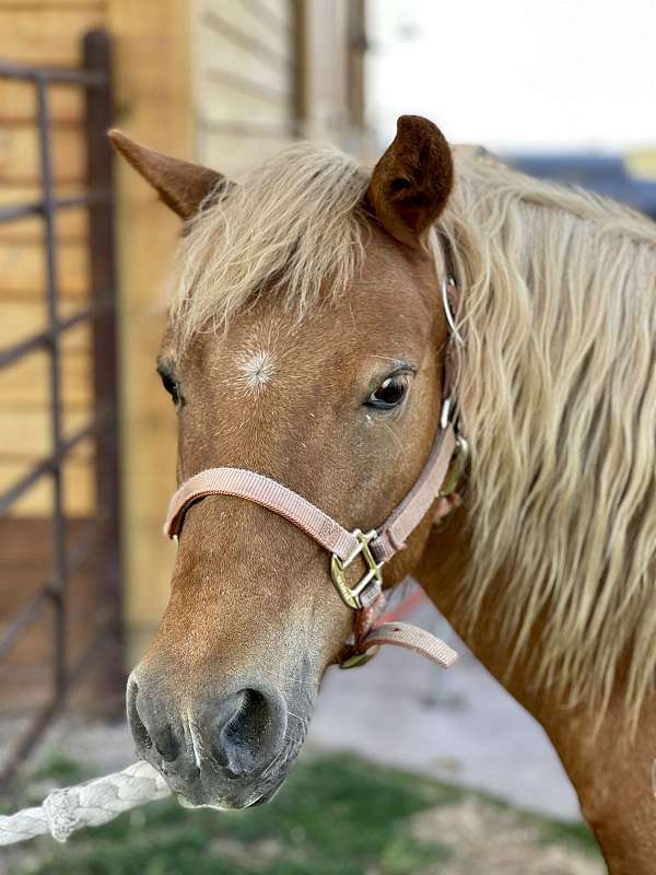 all-around-haflinger-pony