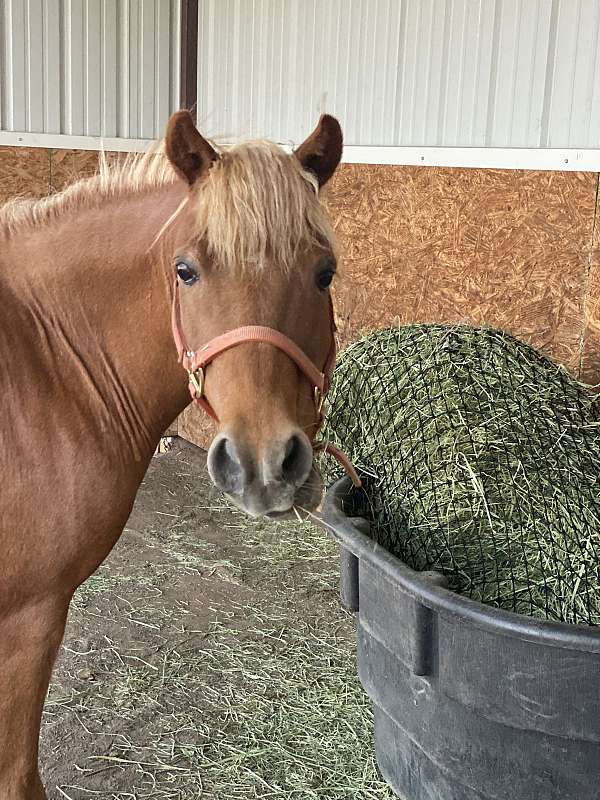 beginner-haflinger-pony